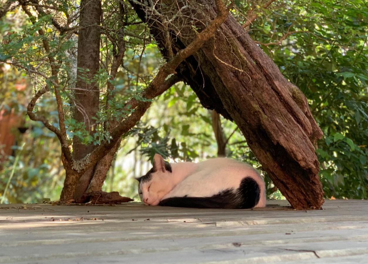 Cabanas Natural Park Lodge פוקון מראה חיצוני תמונה