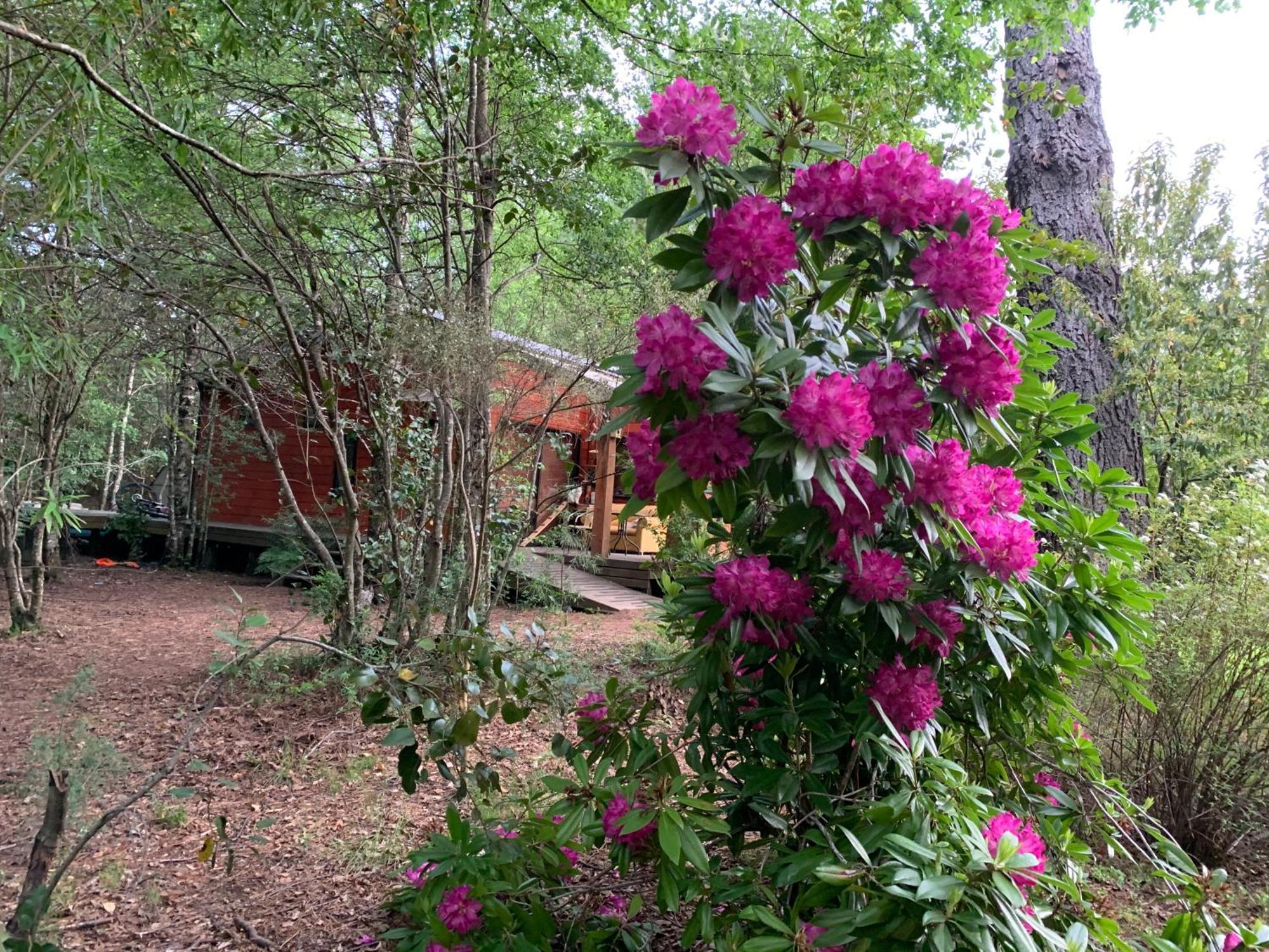 Cabanas Natural Park Lodge פוקון מראה חיצוני תמונה