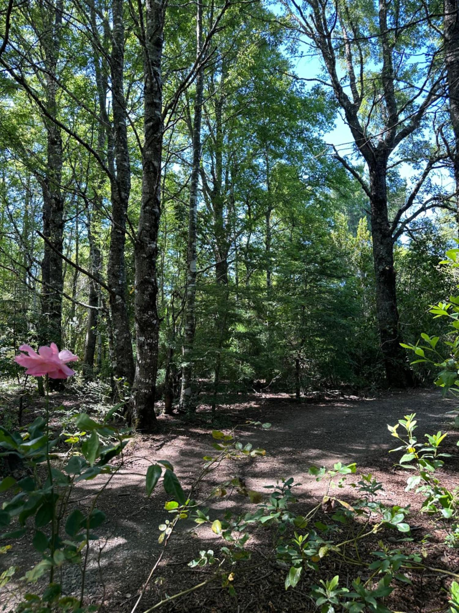 Cabanas Natural Park Lodge פוקון מראה חיצוני תמונה